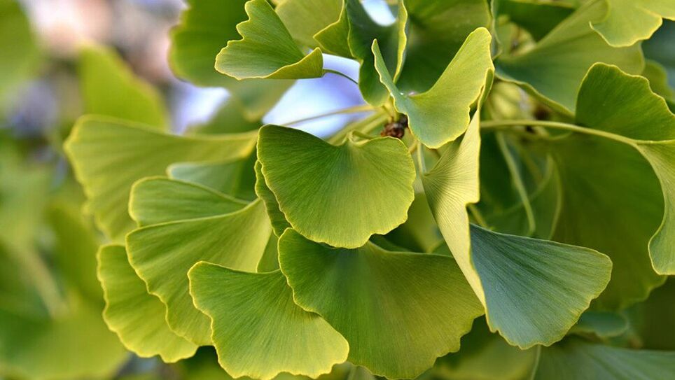 Ginkgo Biloba Insunolis